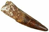 Fossil Spinosaurus Tooth - Real Dinosaur Tooth #357455-1